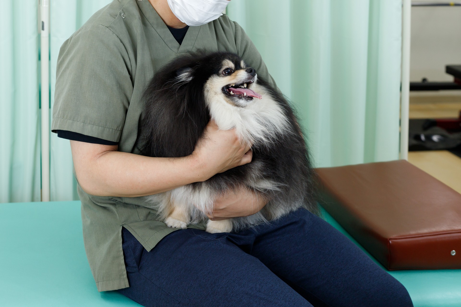 Travail corporel canin, acupuncture et image d’hôpital vétérinaire. Poméranien détendu tenu sur les genoux.