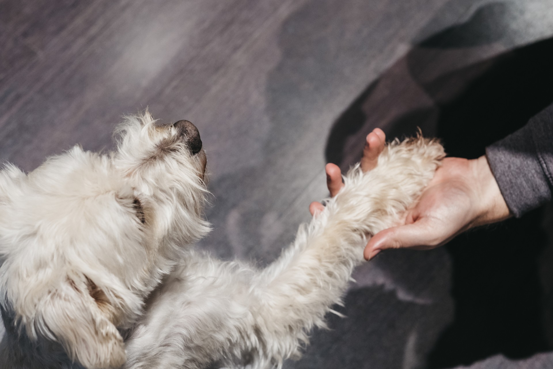 Ganaraskan dog giving paw to his owner, selective focus.